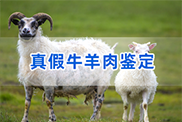 淮北羊类动物鉴定